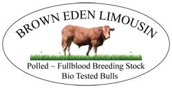 Brown Eden Limousin