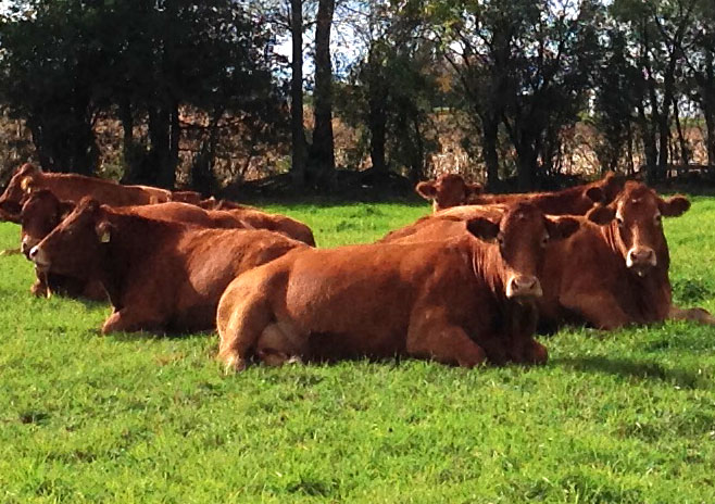 Brown Eden Limousin cows in pasture