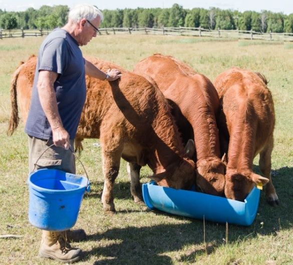 Neil Brown with cattle