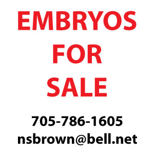 EMBRYOS FOR SALE